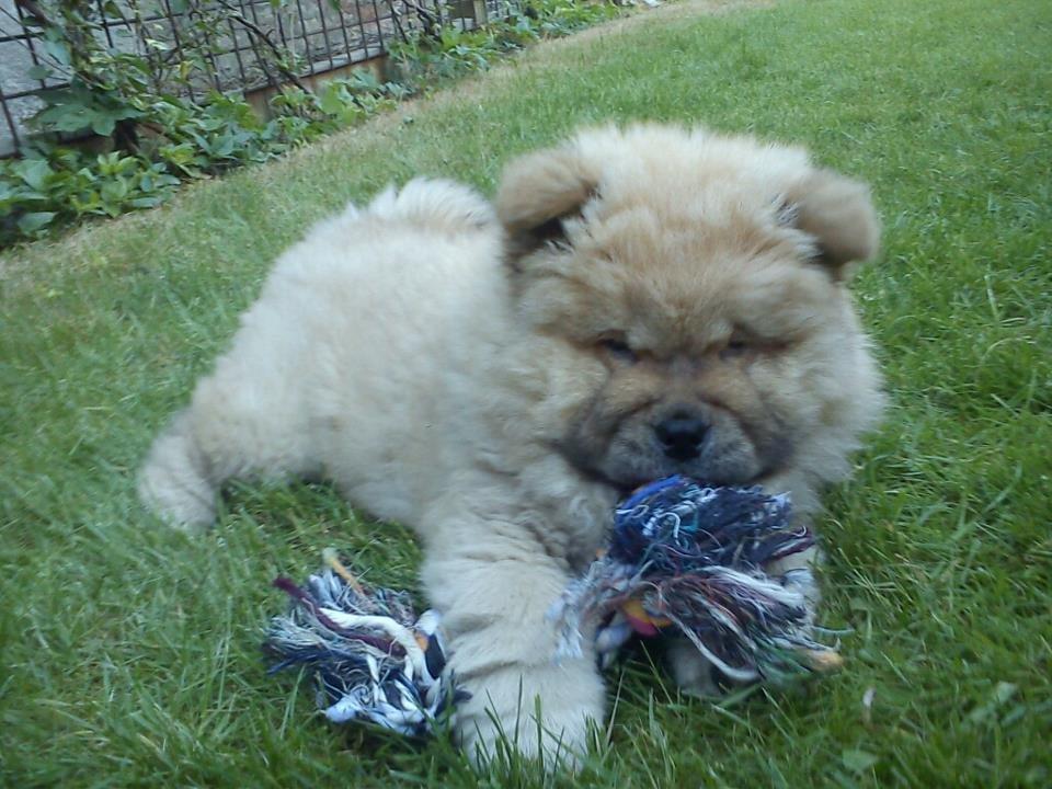 Chow chow azlan - han elsker den:-D
 billede 2