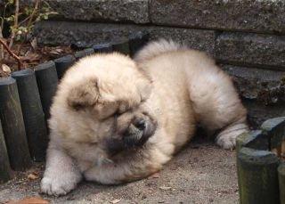 Chow chow azlan - her er han lidt yngre!! billede 3