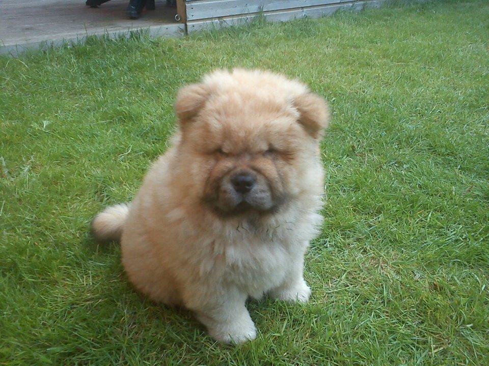 Chow chow azlan - det er hård at lege!:-P billede 5