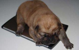 Chow chow azlan - her er han næsten lige blevet født<3 billede 6