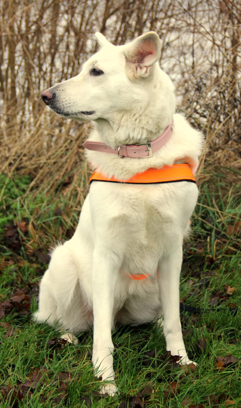 Hvid Schweizisk Hyrdehund Amica White 25.06.2013 billede 18