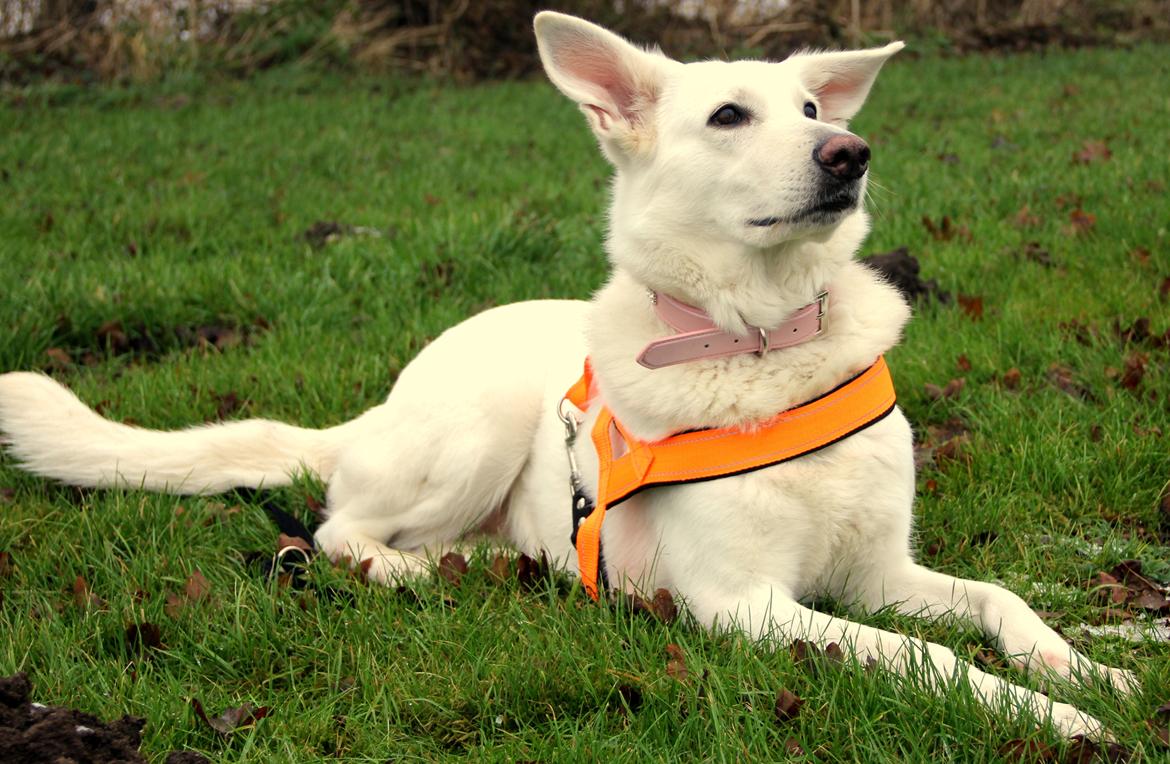 Hvid Schweizisk Hyrdehund Amica White 25.06.2013 billede 19