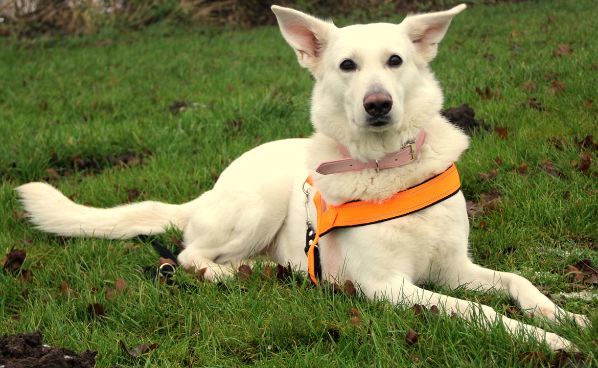 Hvid Schweizisk Hyrdehund Amica White 25.06.2013 billede 20