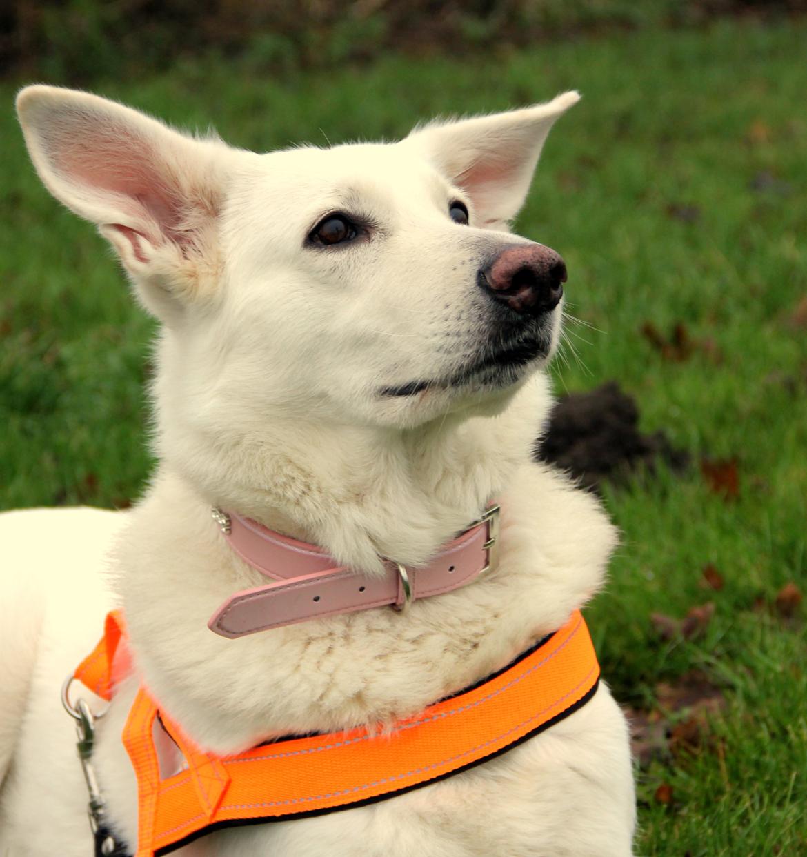 Hvid Schweizisk Hyrdehund Amica White 25.06.2013 billede 1