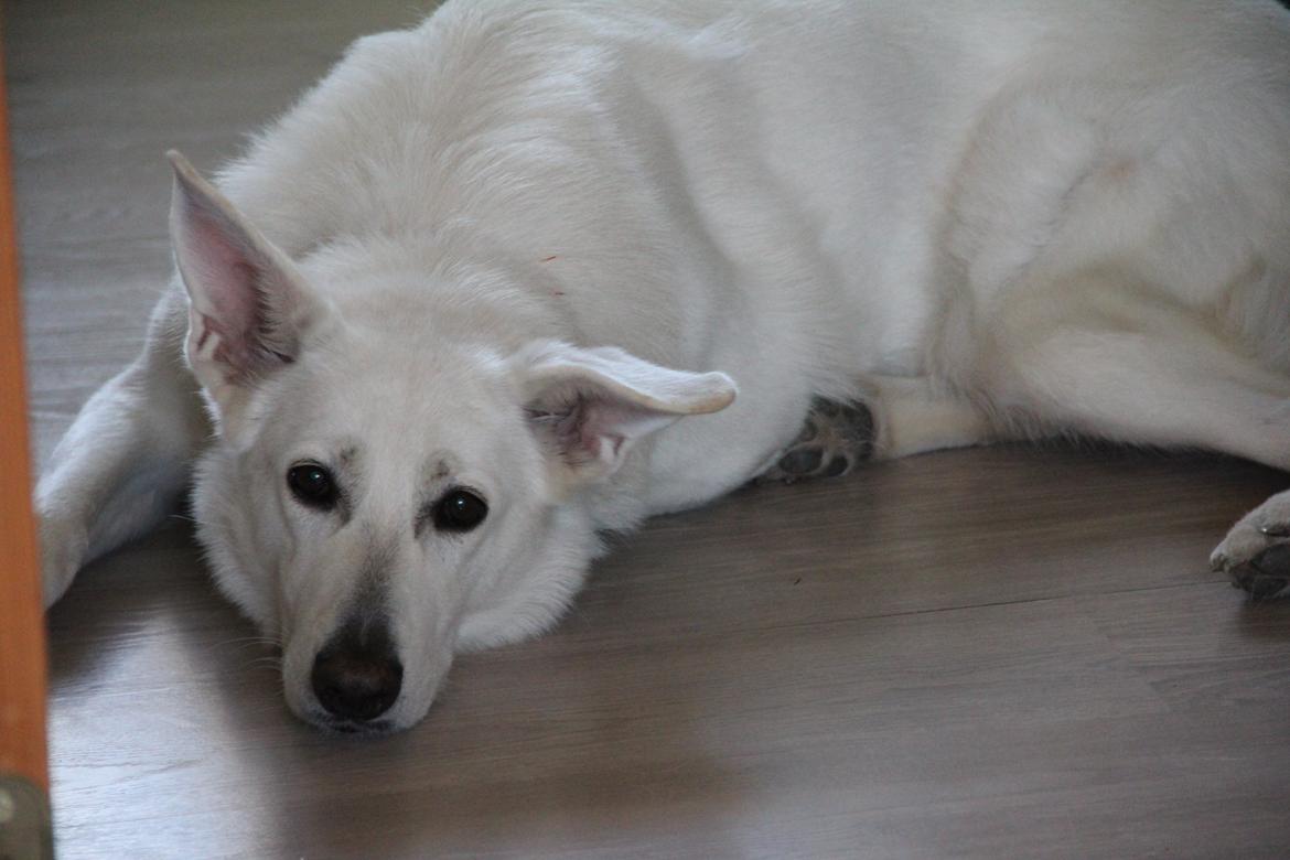 Hvid Schweizisk Hyrdehund Amica White 25.06.2013 billede 12