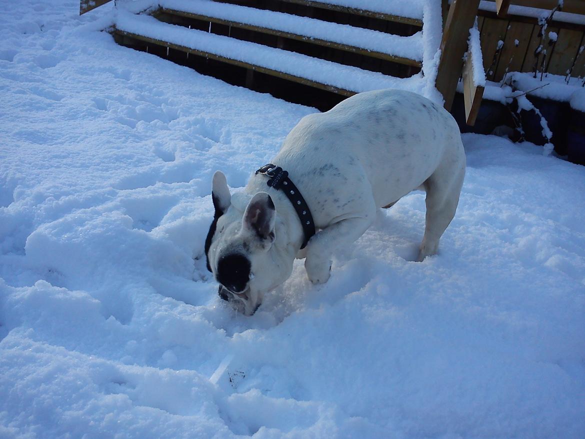 Fransk bulldog Sigurth billede 16