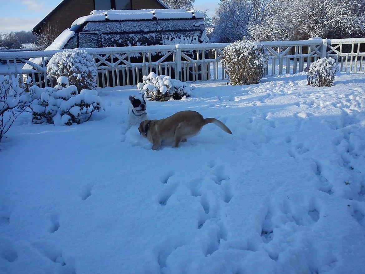 Fransk bulldog Sigurth billede 17