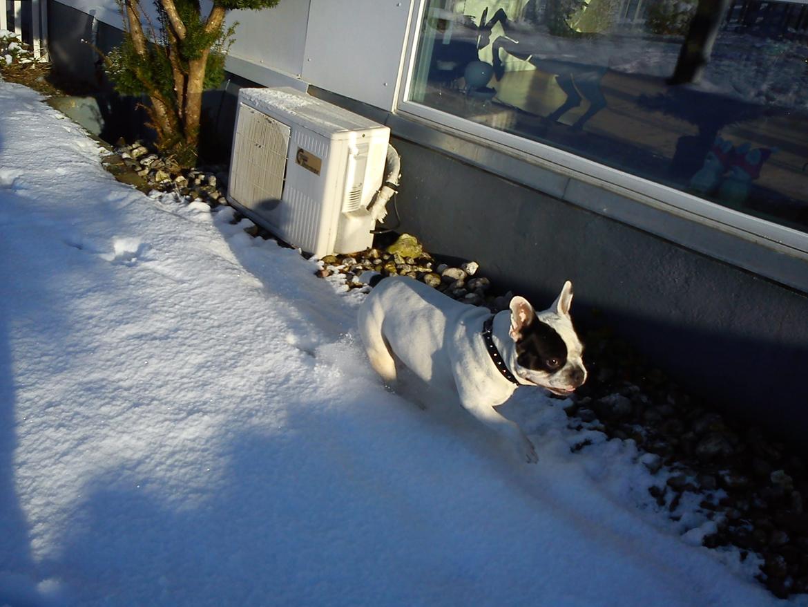 Fransk bulldog Sigurth billede 19