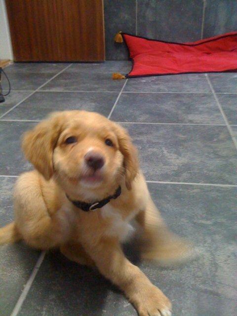 Nova scotia duck tolling retriever Anton billede 6