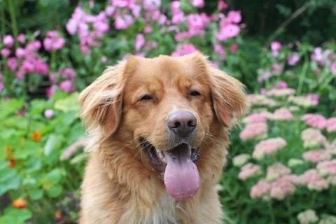 Nova scotia duck tolling retriever Anton billede 1