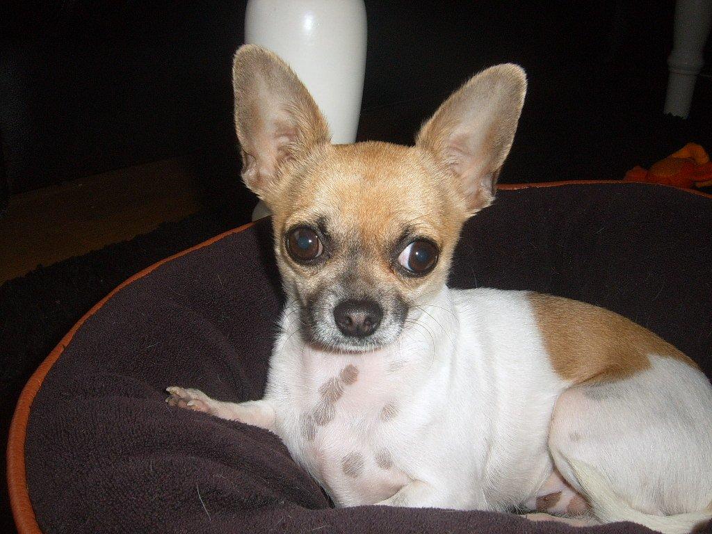 Chihuahua Joey billede 10