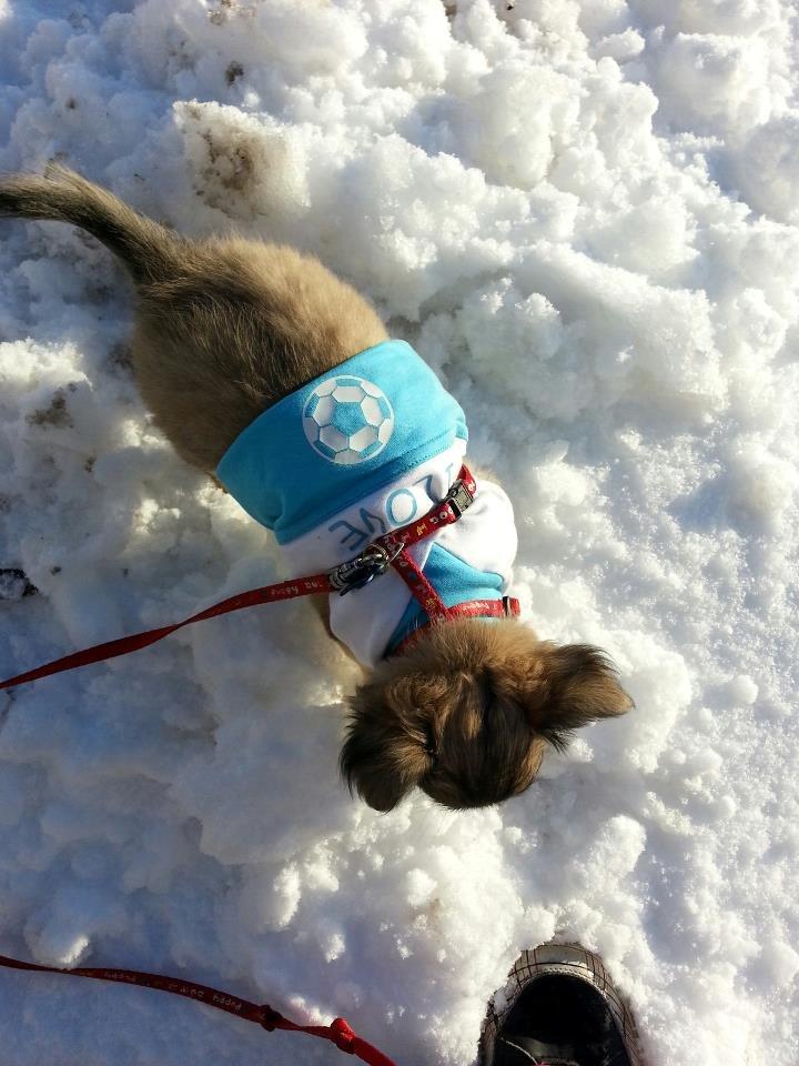 Chihuahua Topper billede 15