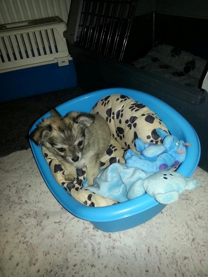 Chihuahua Topper billede 16