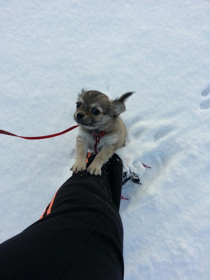 Chihuahua Topper billede 7