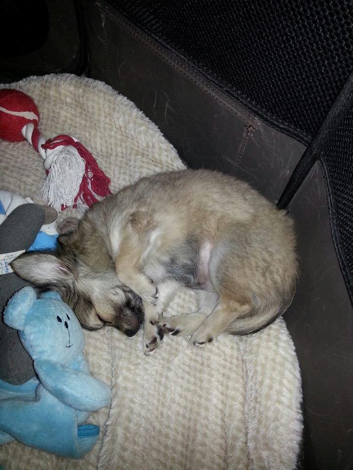 Chihuahua Topper billede 18