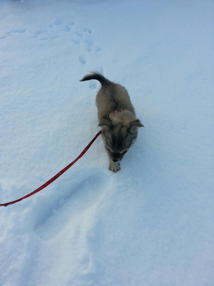 Chihuahua Topper billede 17