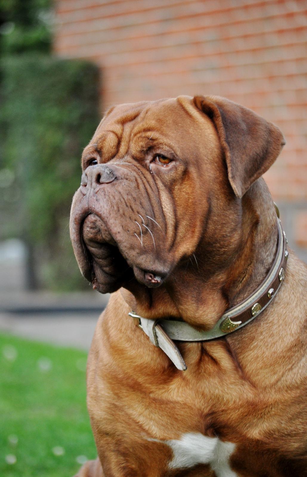 Dogue de bordeaux Rock billede 13