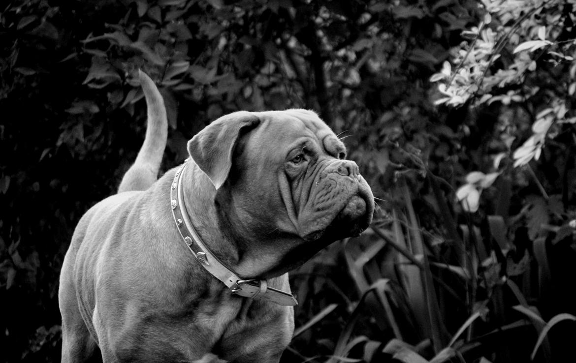 Dogue de bordeaux Rock billede 16