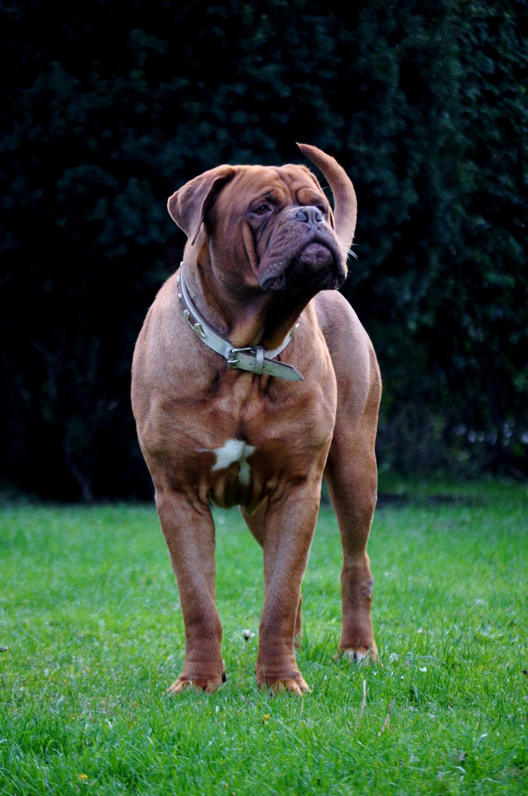 Dogue de bordeaux Rock billede 18