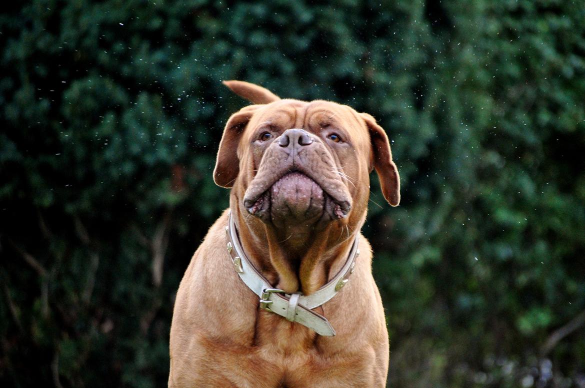 Dogue de bordeaux Rock billede 20