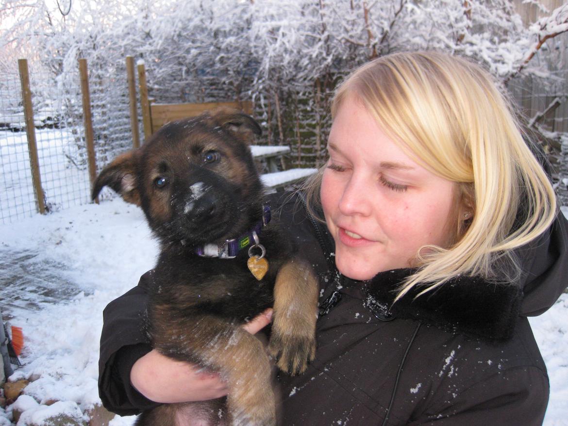 Schæferhund Cutulus Liva billede 12