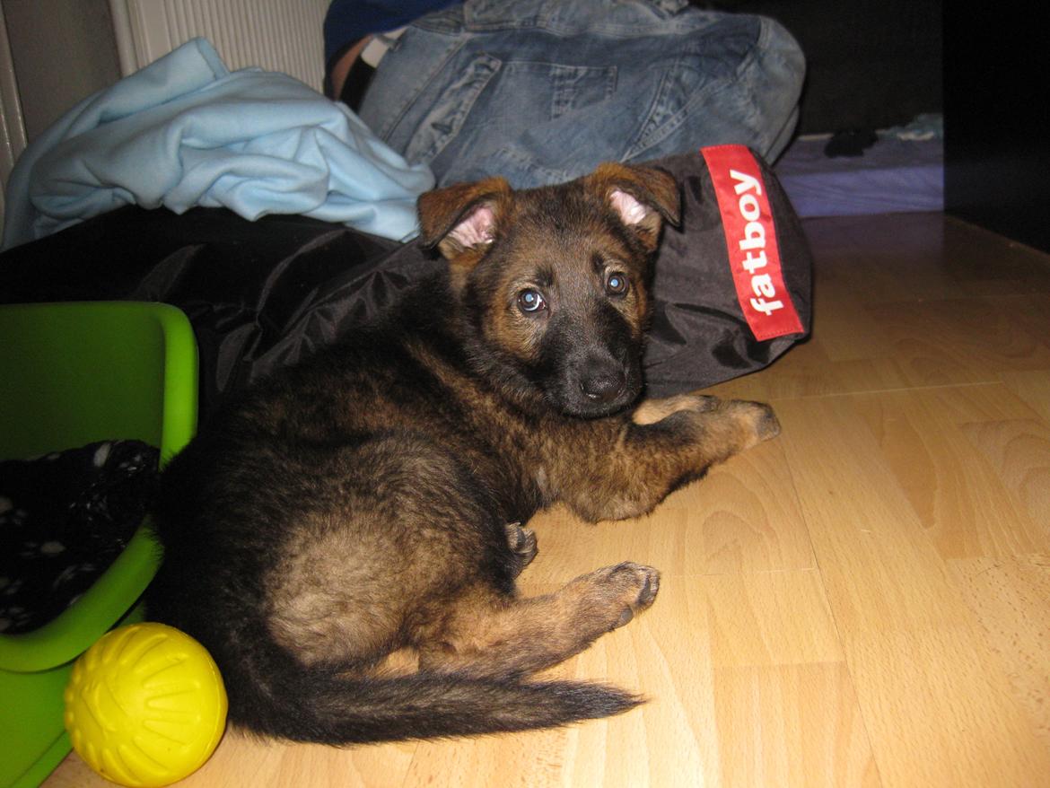 Schæferhund Cutulus Liva billede 13