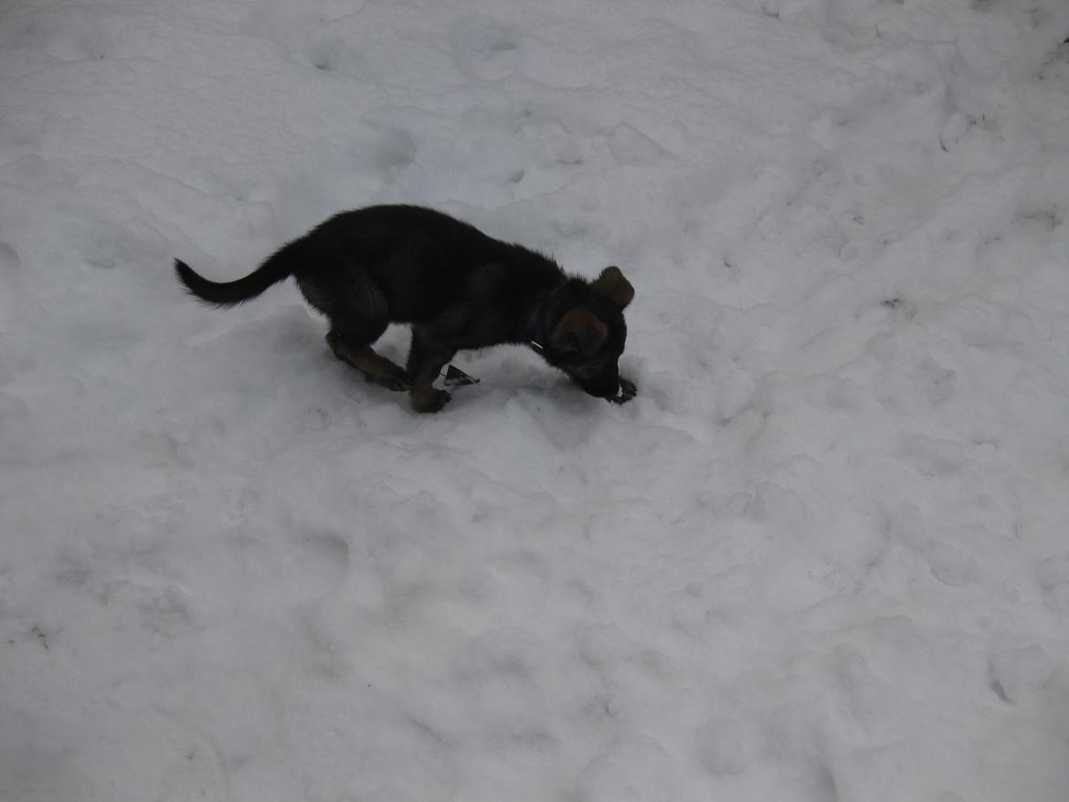 Schæferhund Cutulus Liva billede 14