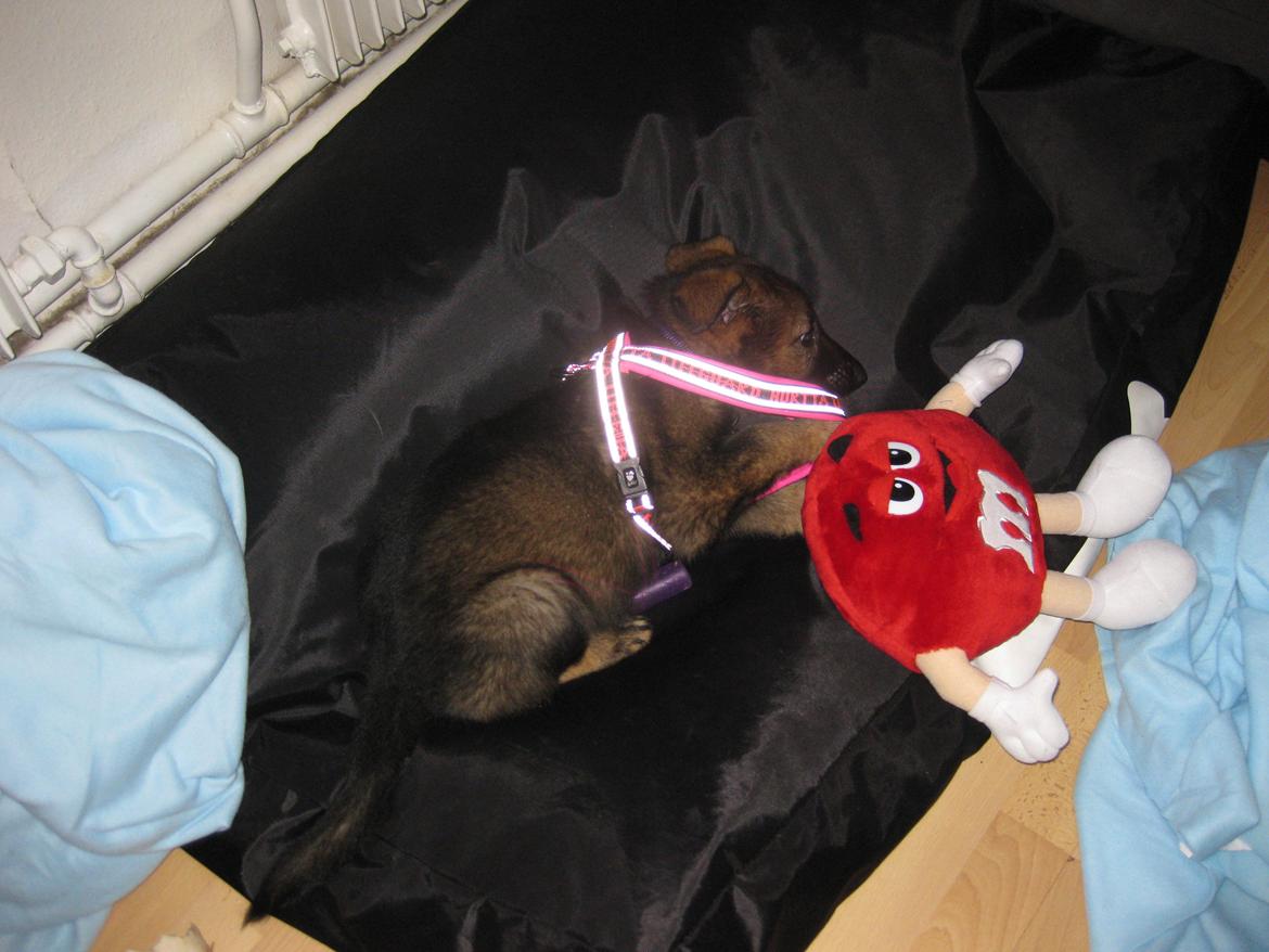 Schæferhund Cutulus Liva billede 15