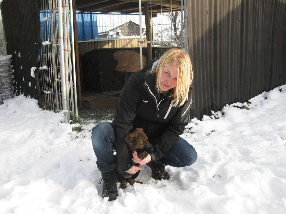 Schæferhund Cutulus Liva billede 16