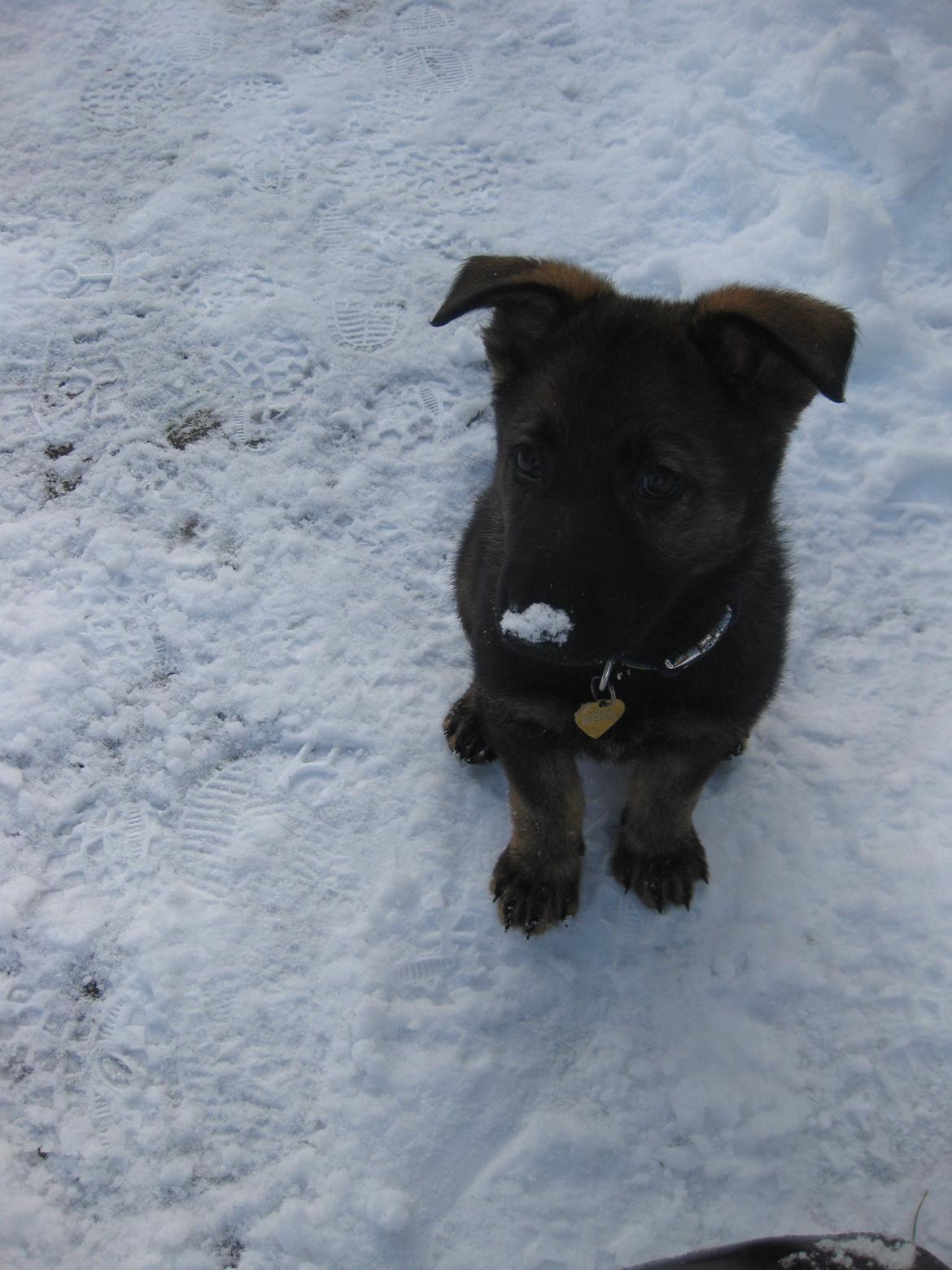 Schæferhund Cutulus Liva billede 17