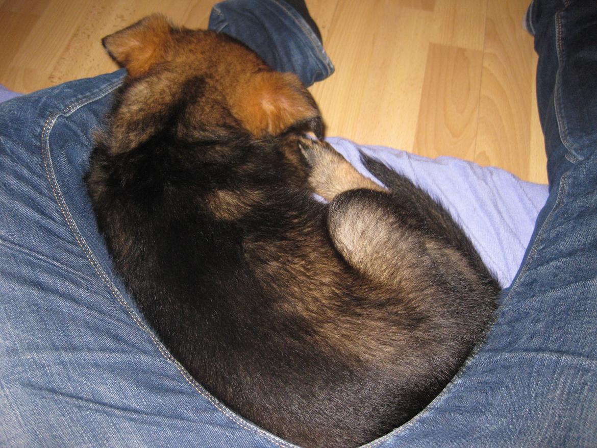 Schæferhund Cutulus Liva billede 18