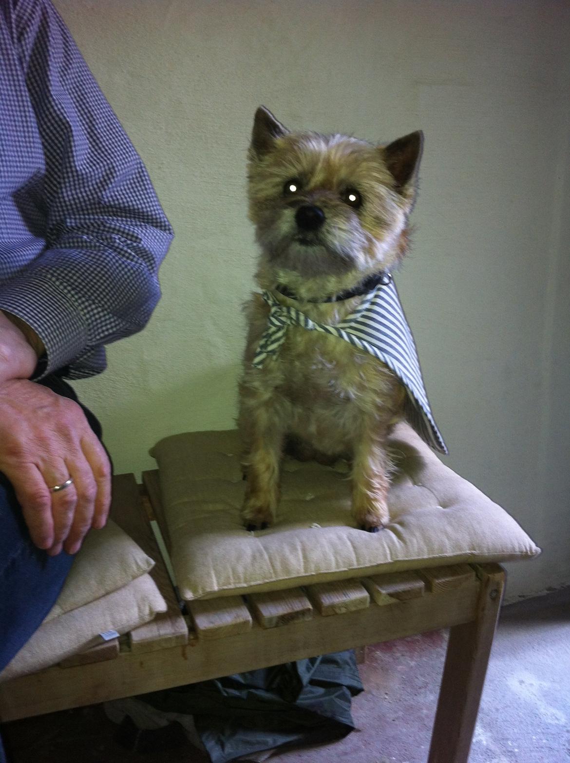 Cairn terrier Cookie - Superhunden, :) billede 9