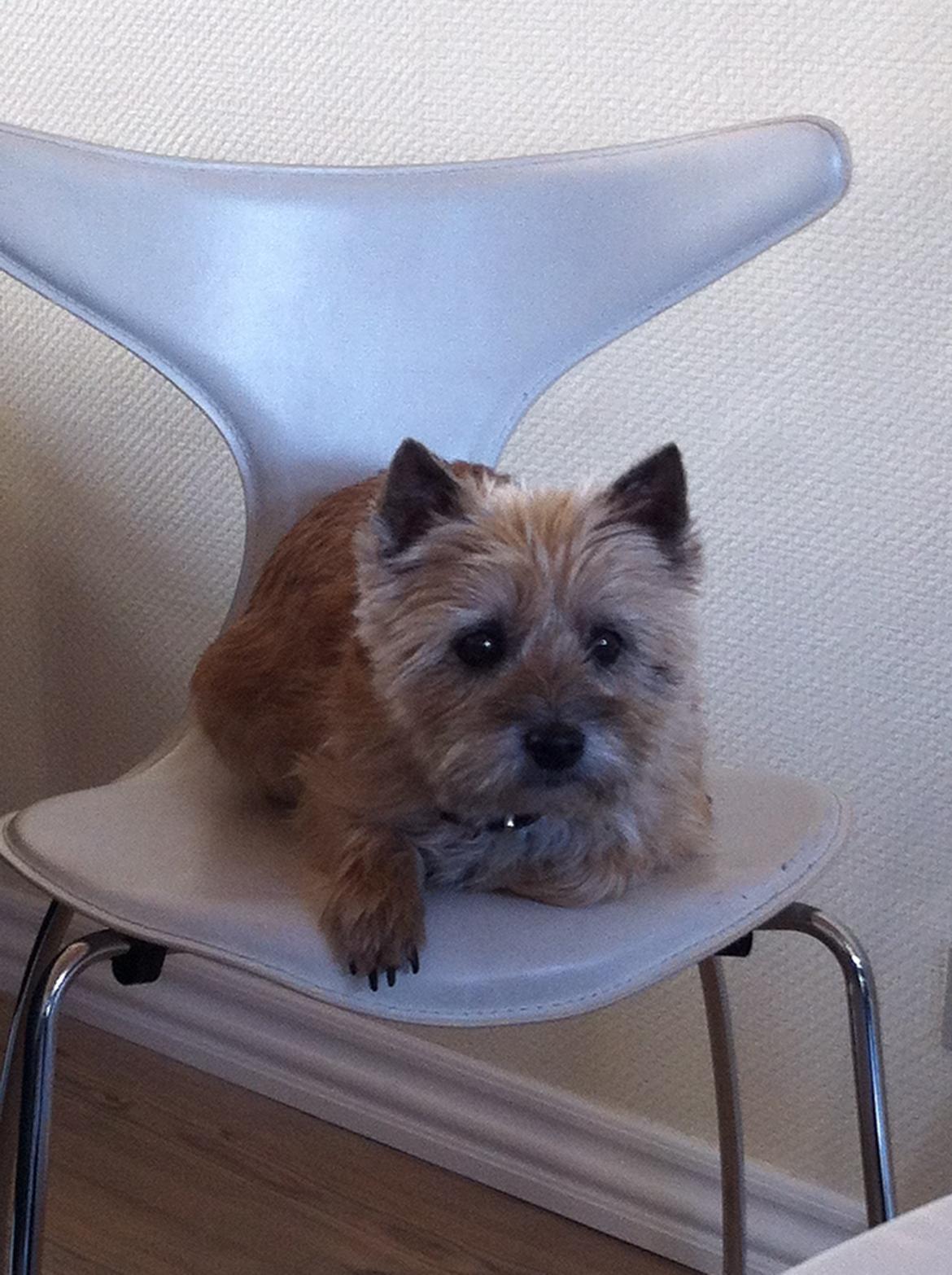 Cairn terrier Cookie - Det er dejligt at være selskabelig ved bordet, :) billede 1