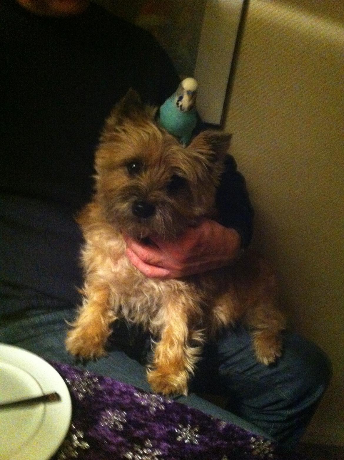 Cairn terrier Cookie - Dumme fugl... billede 10