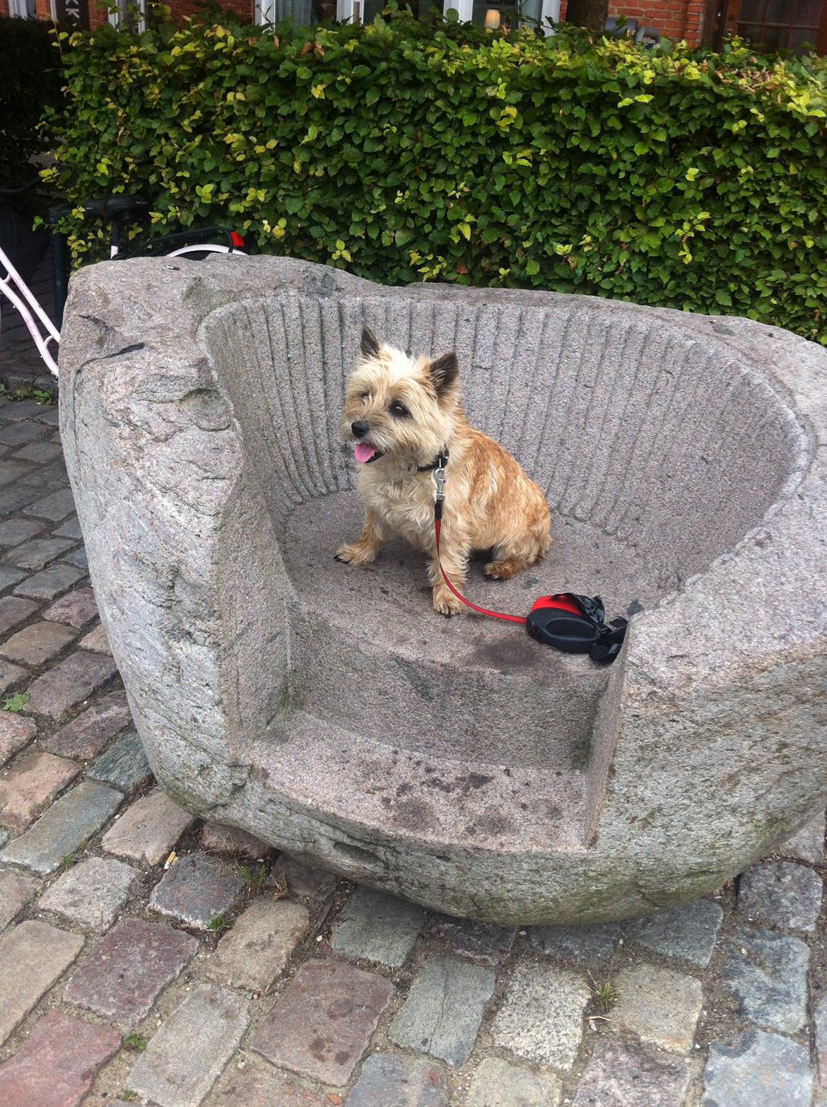 Cairn terrier Cookie - Jeg tar' lige en slapper på turen, :) billede 11