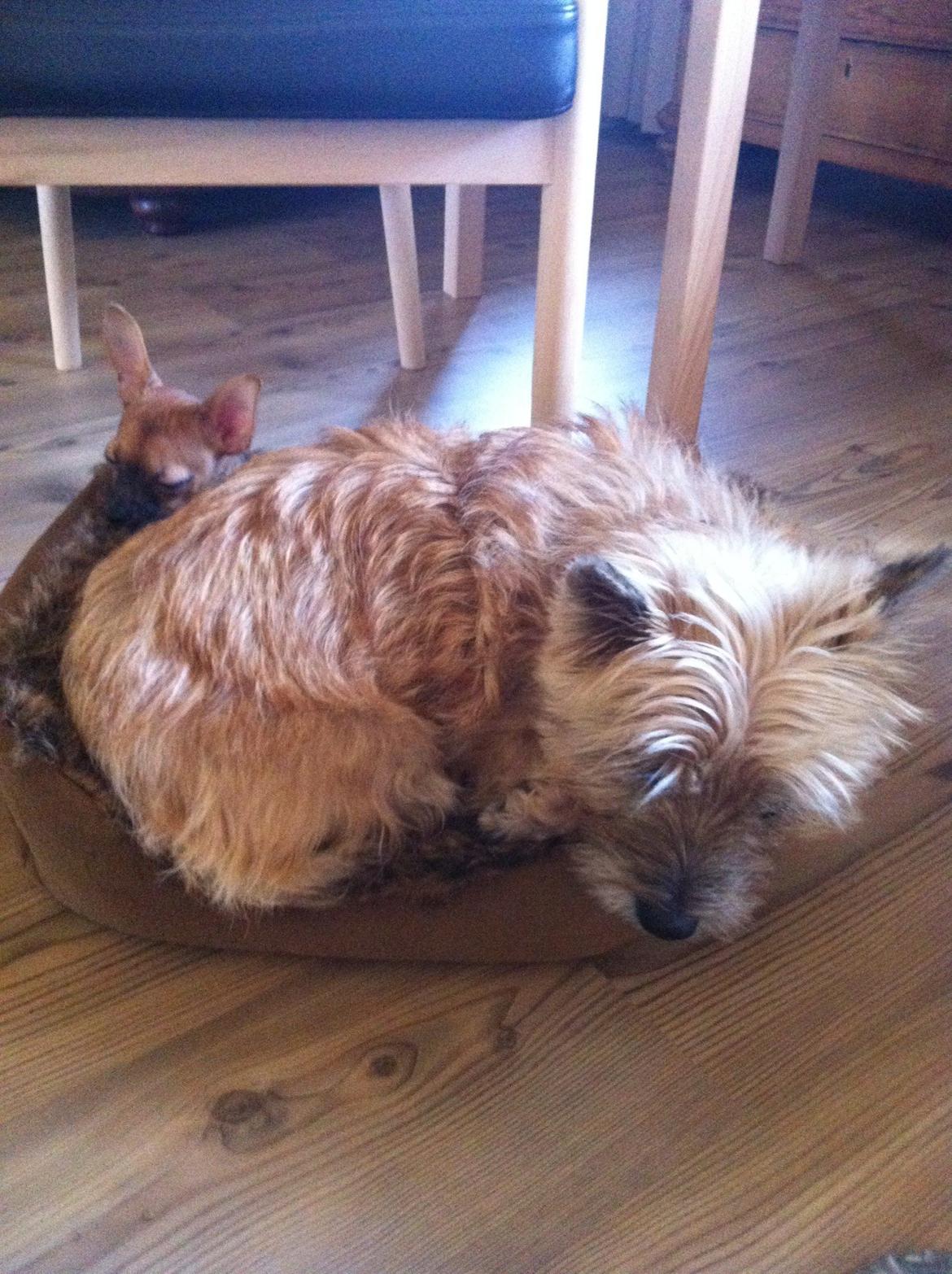 Cairn terrier Cookie - Der er kommet en hvalp til familien, vi kan sagtnes være i den lilles kasse begge to, XD billede 12