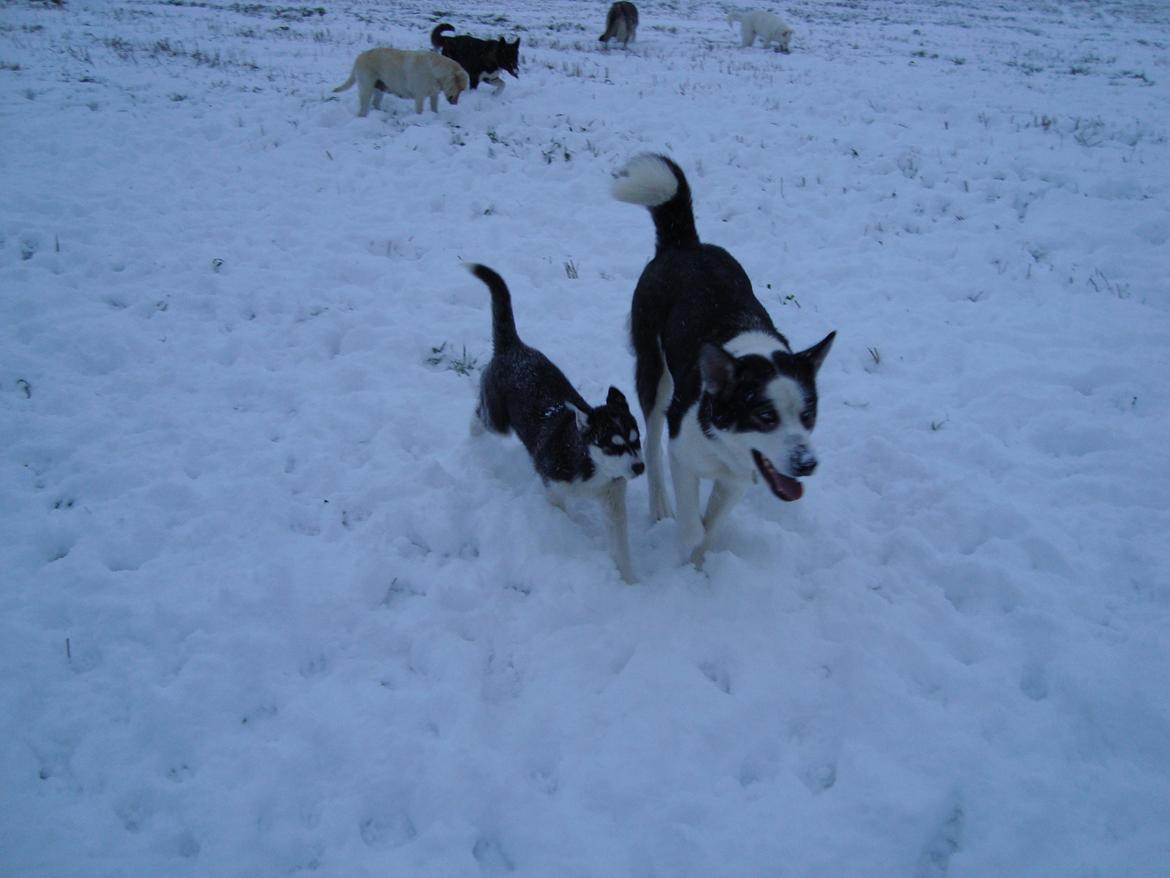 Siberian husky CITA LULU SALI billede 6