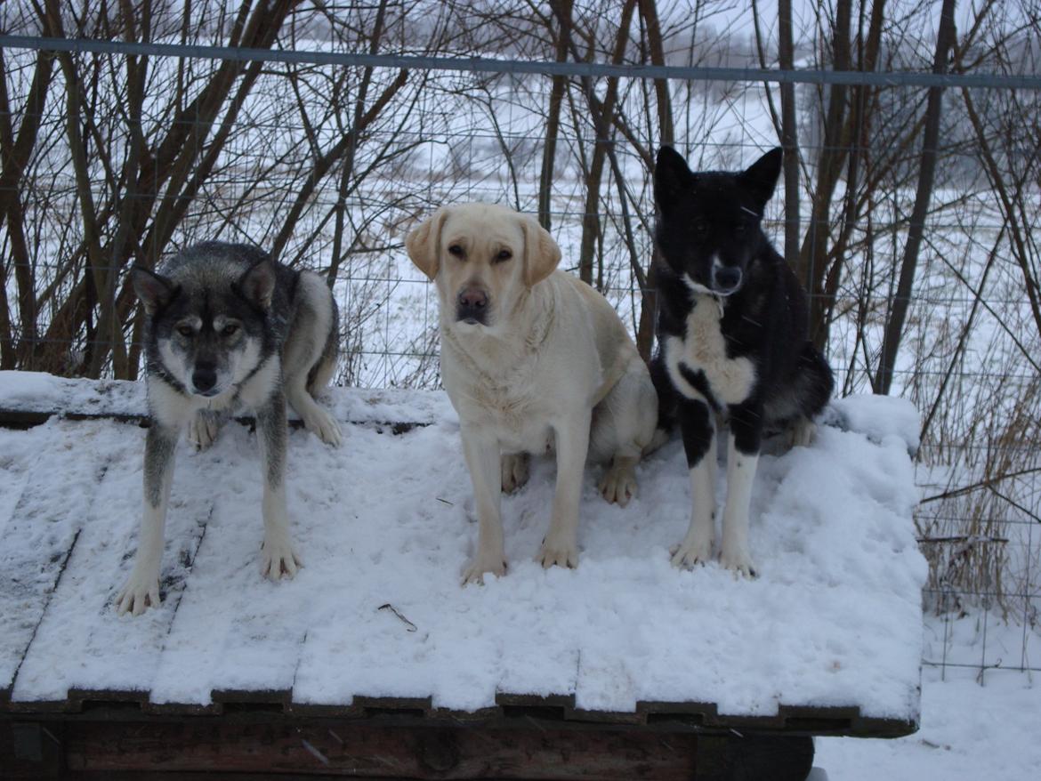 Siberian husky CITA LULU SALI billede 1