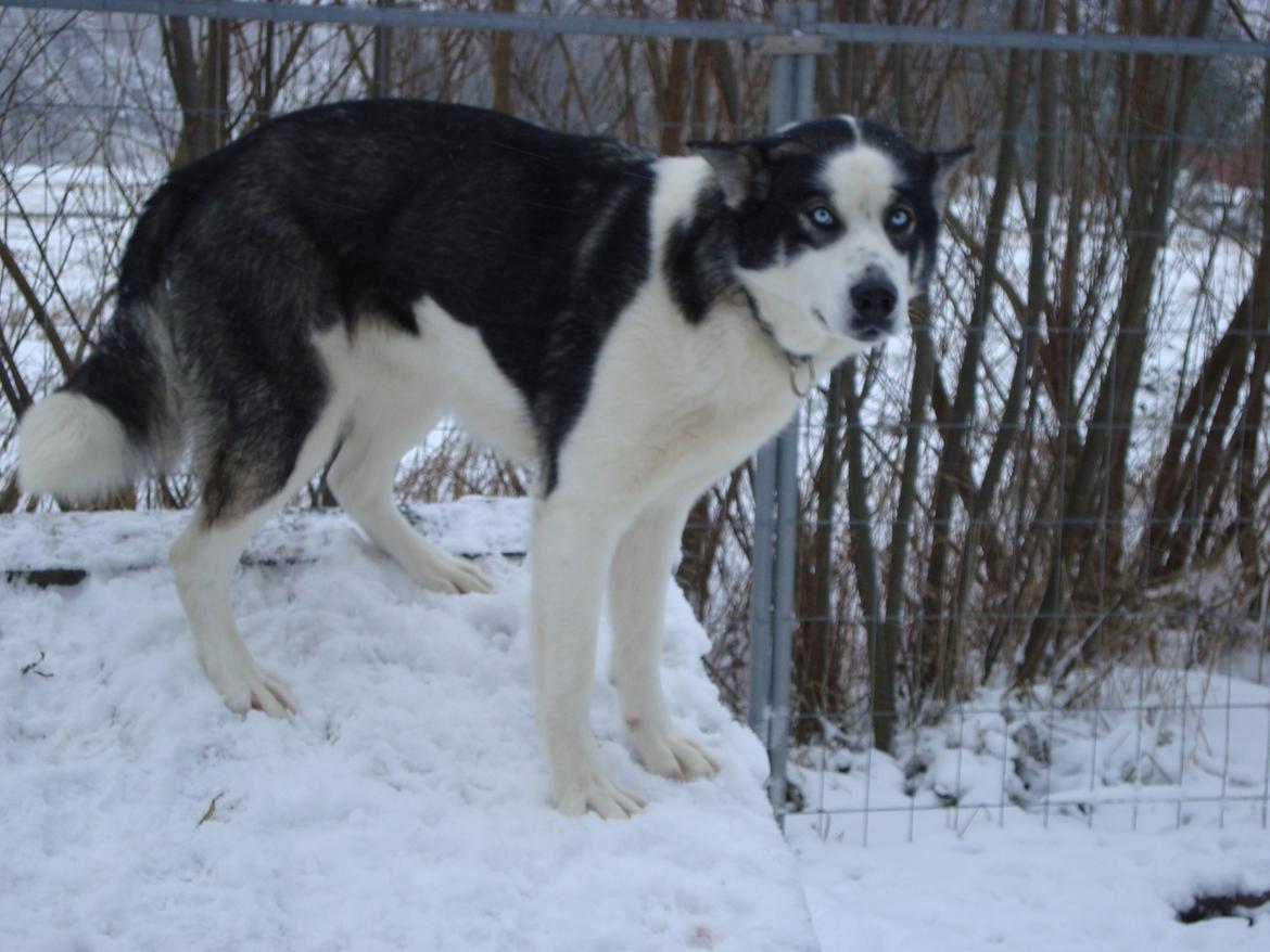 Siberian husky CITA LULU SALI billede 7