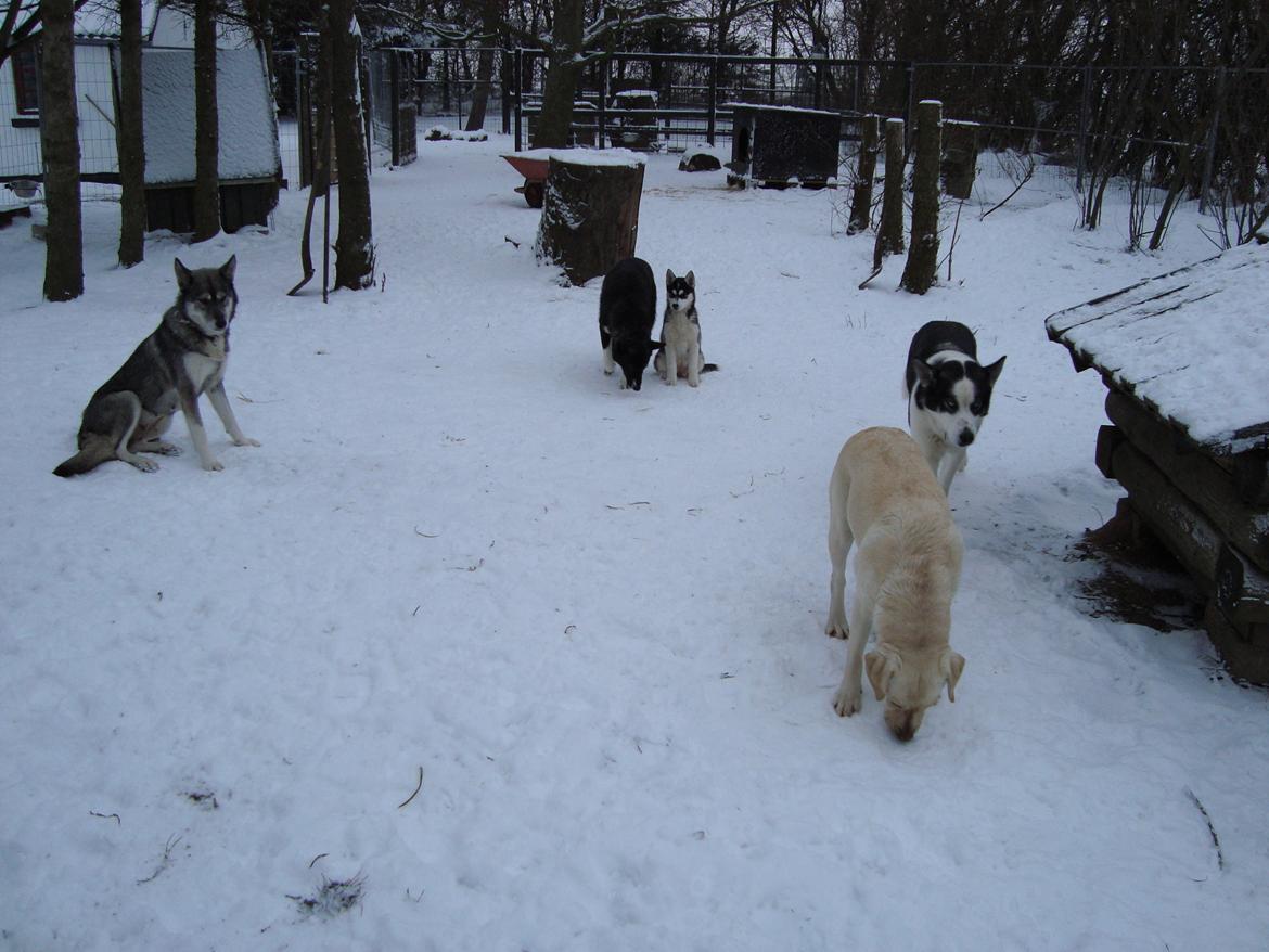 Siberian husky CITA LULU SALI billede 8