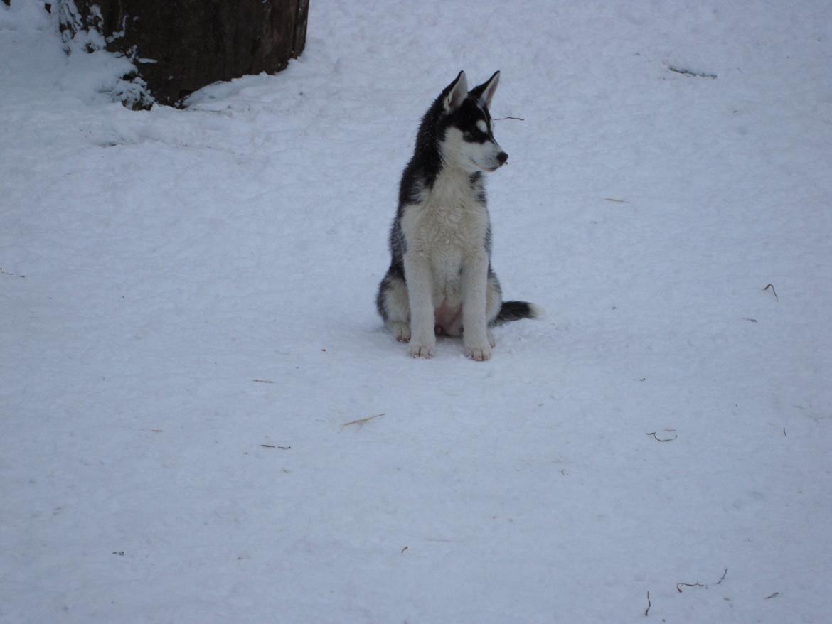Siberian husky CITA LULU SALI billede 9
