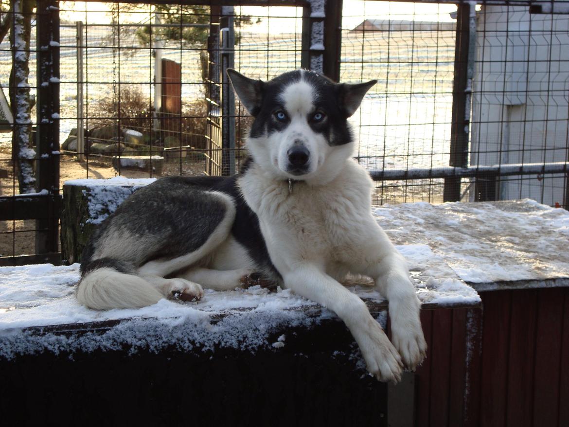 Siberian husky CITA LULU SALI billede 10