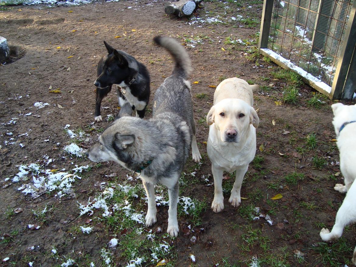 Siberian husky CITA LULU SALI billede 11