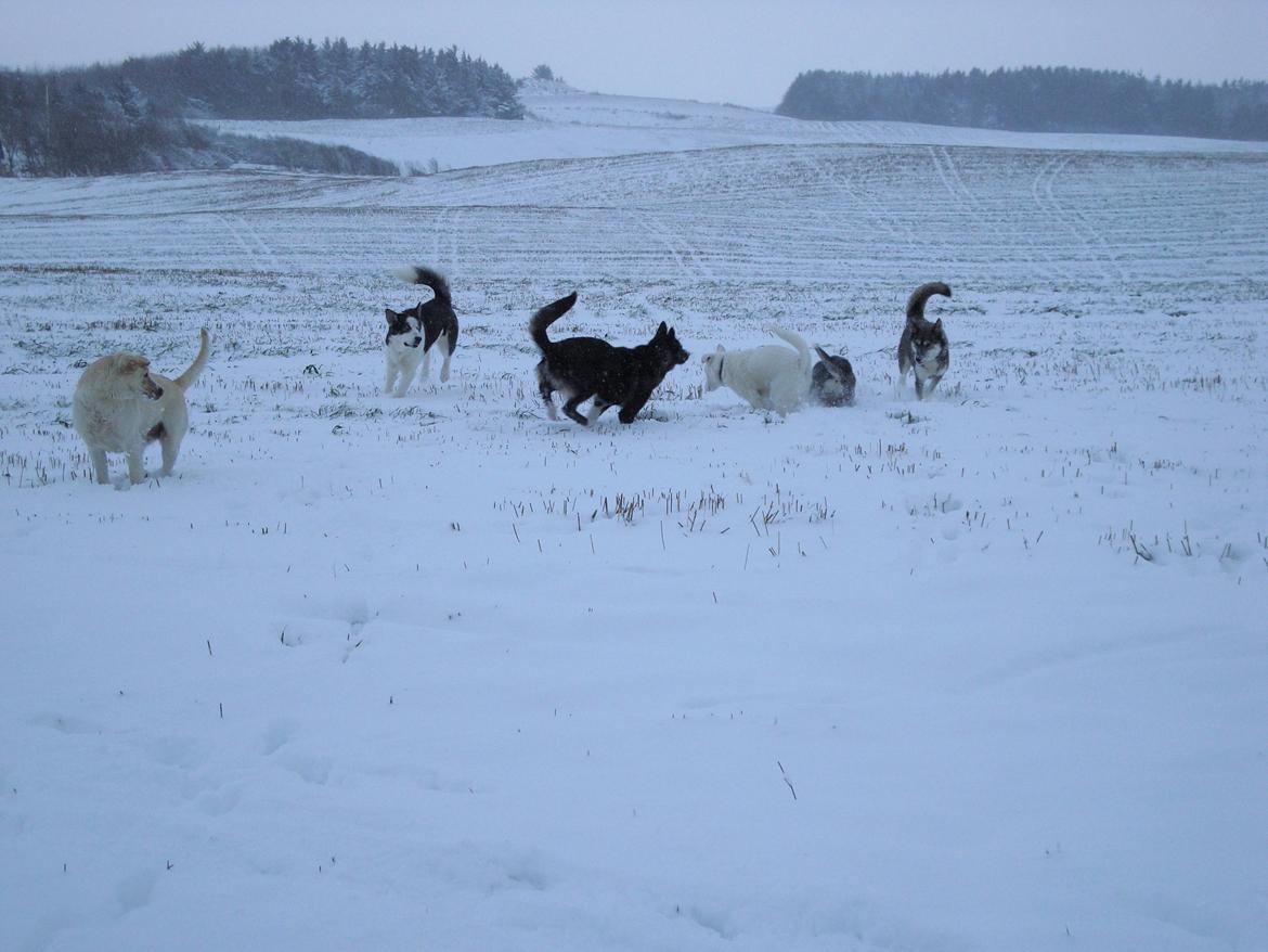 Siberian husky CITA LULU SALI billede 12