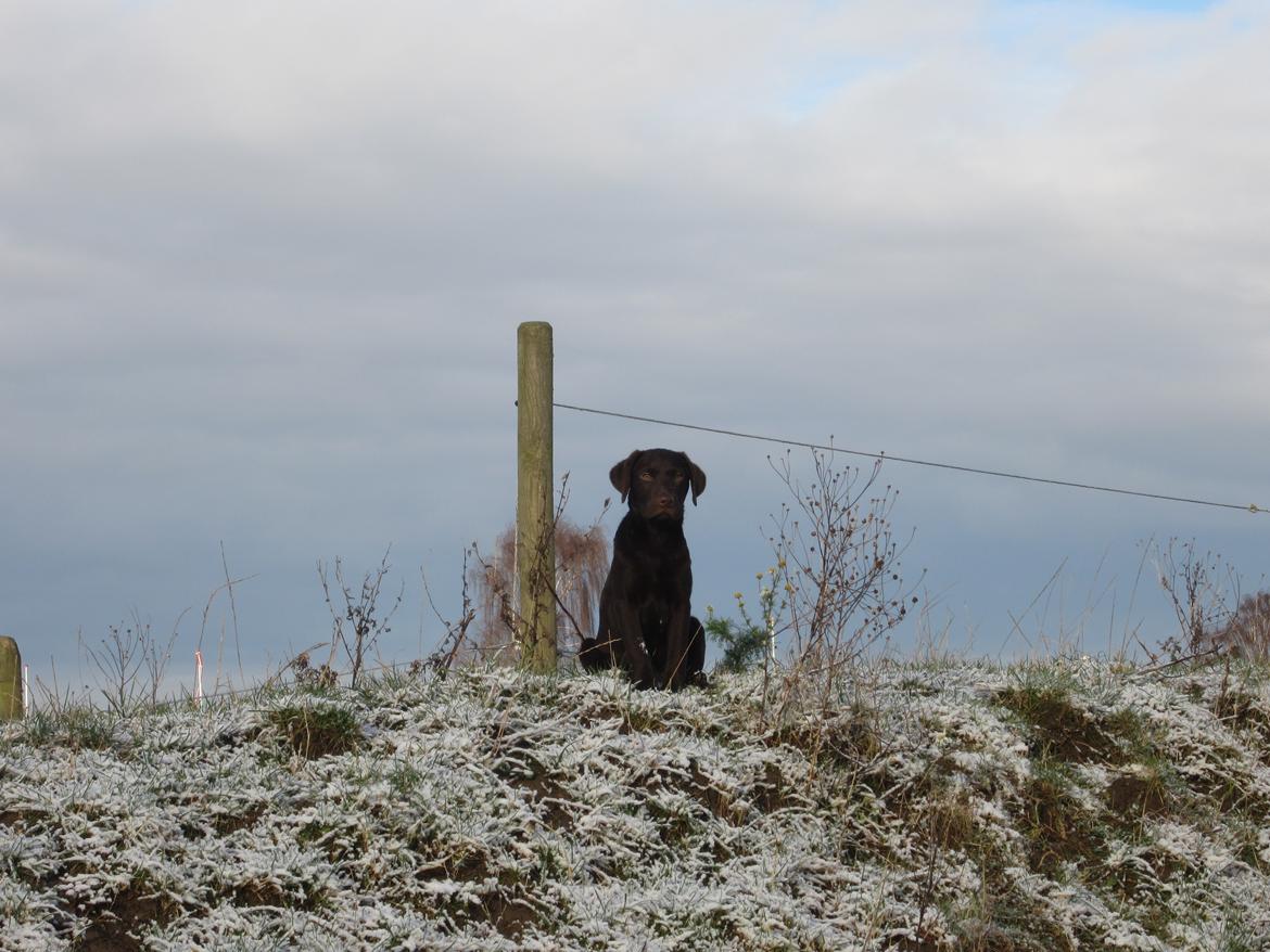 Blanding af racer Eddie billede 15