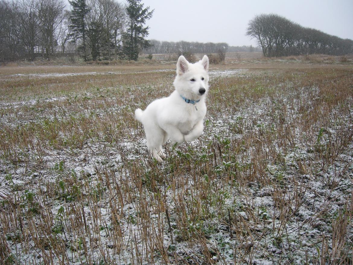 Hvid Schweizisk Hyrdehund MTM Qing Quicksilver billede 8