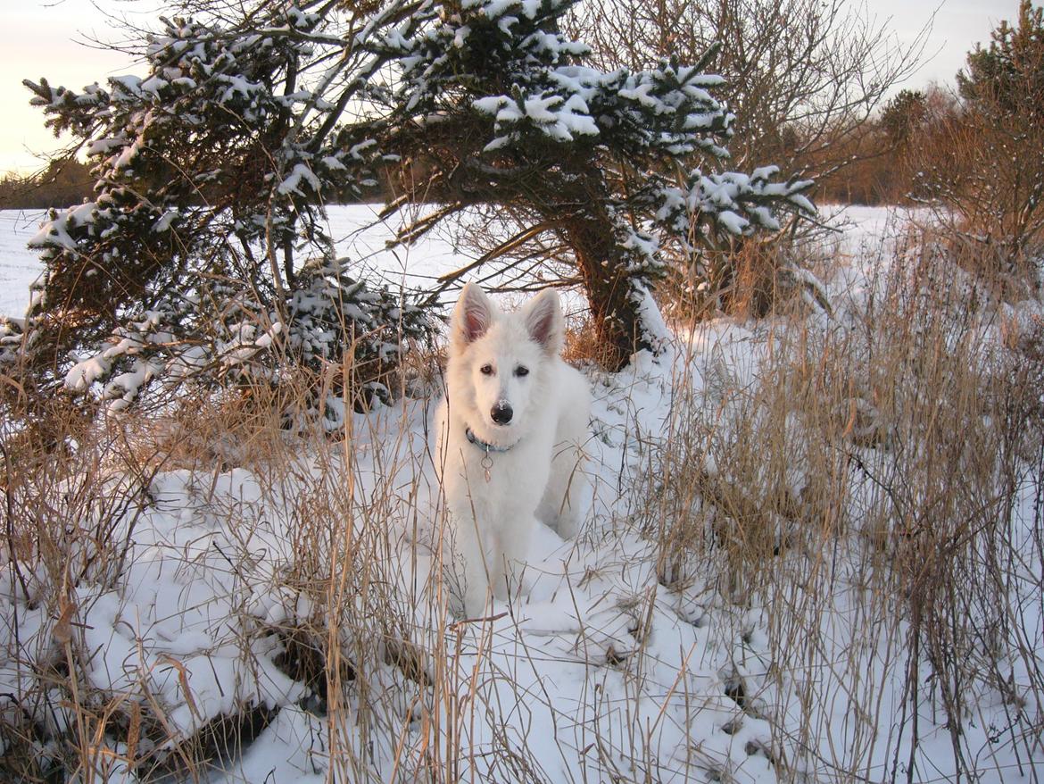 Hvid Schweizisk Hyrdehund MTM Qing Quicksilver billede 25