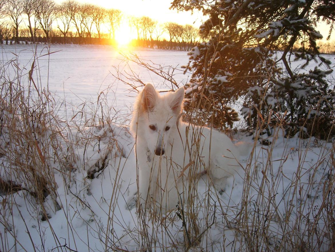 Hvid Schweizisk Hyrdehund MTM Qing Quicksilver billede 26