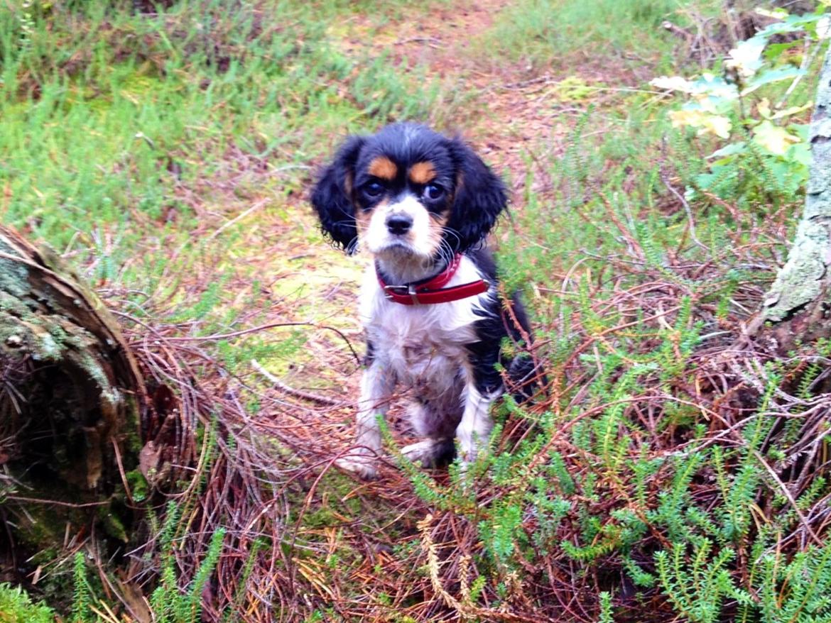 Cavalier king charles spaniel Enya (Diamantra´s Bianca Love) billede 1