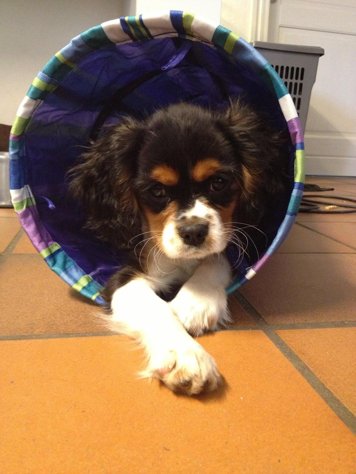 Cavalier king charles spaniel Enya (Diamantra´s Bianca Love) billede 4